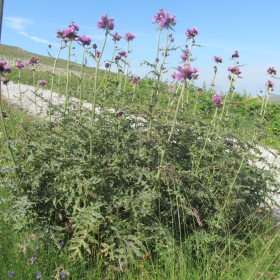 Cirsium appendiculatum