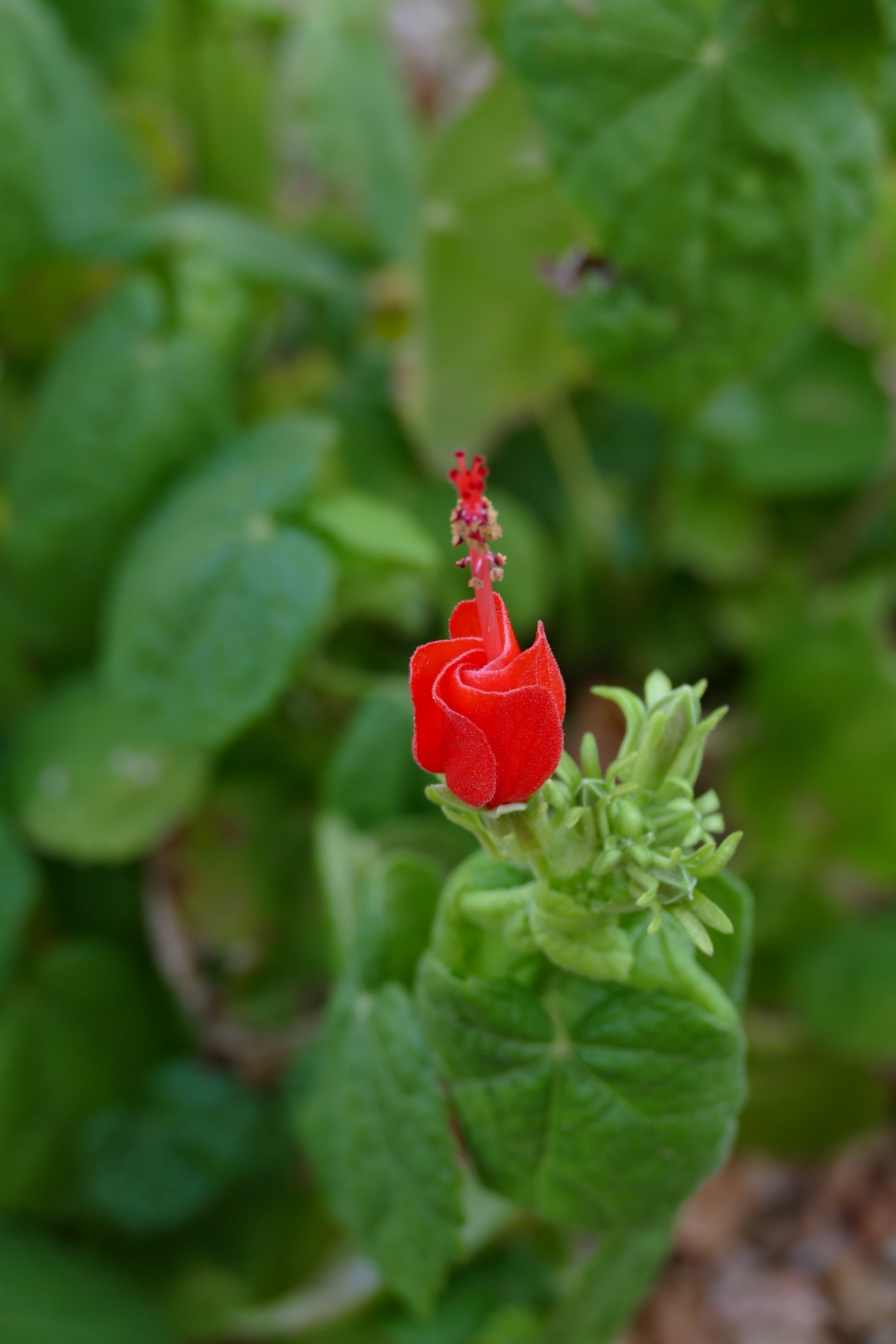 Turk's Cap