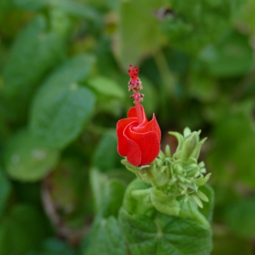 Turk's Cap