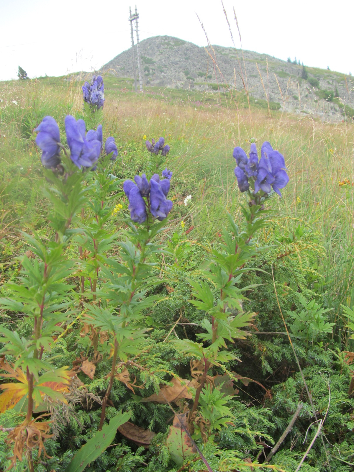 Aconitum variegatum