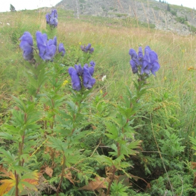 Aconitum variegatum