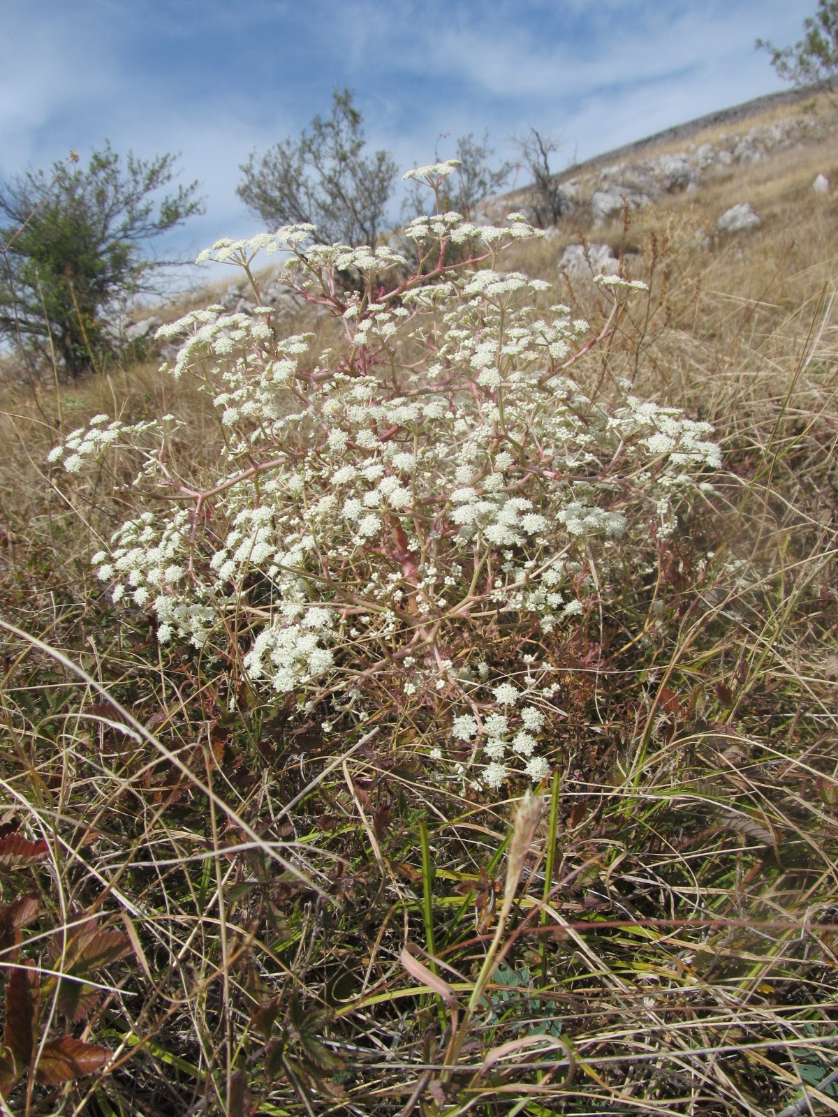 Seseli tortuosum