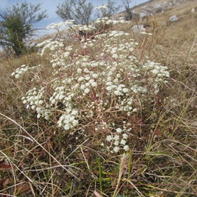 Seseli tortuosum