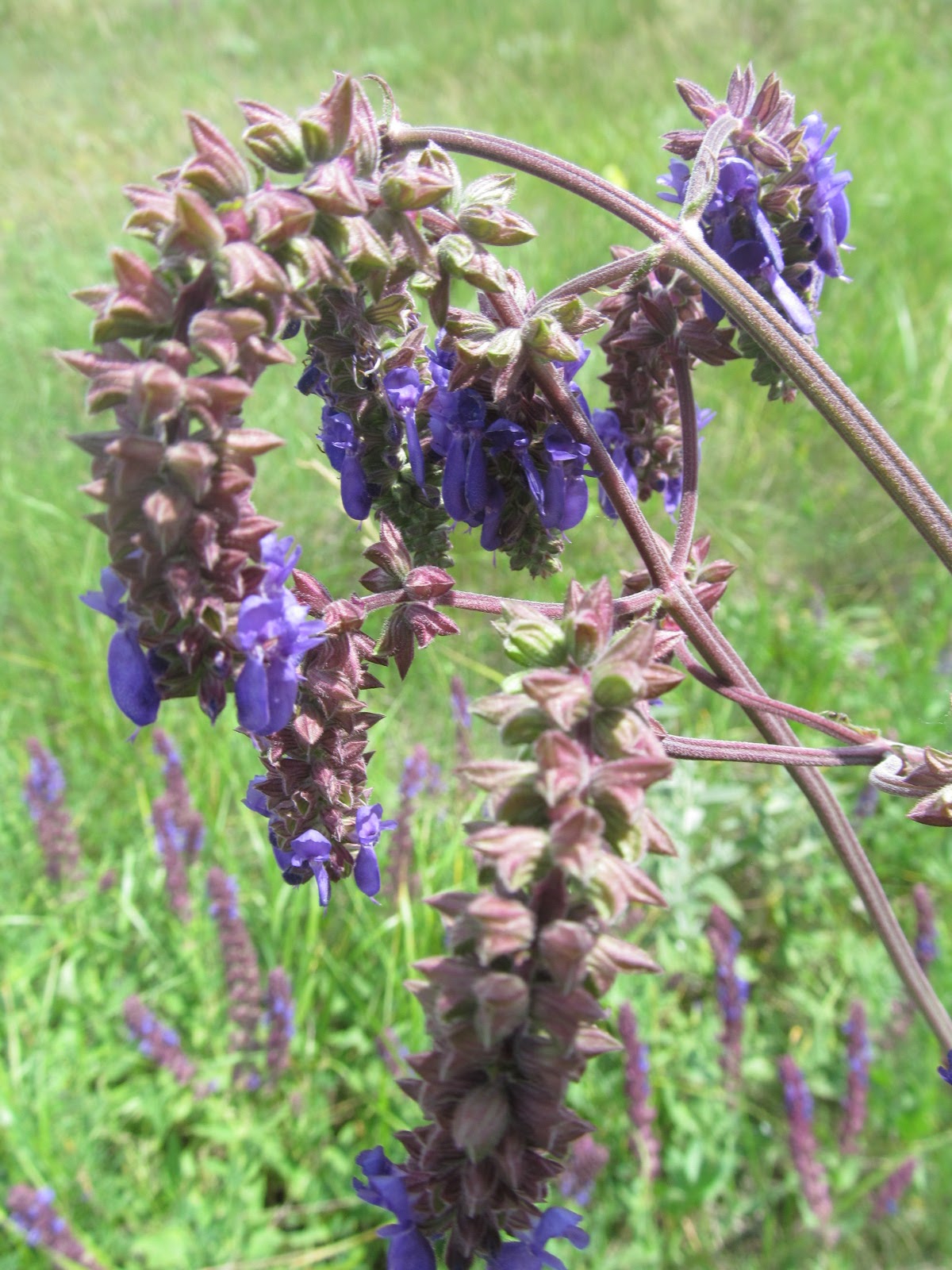 Salvia nutans