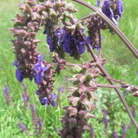 Salvia nutans