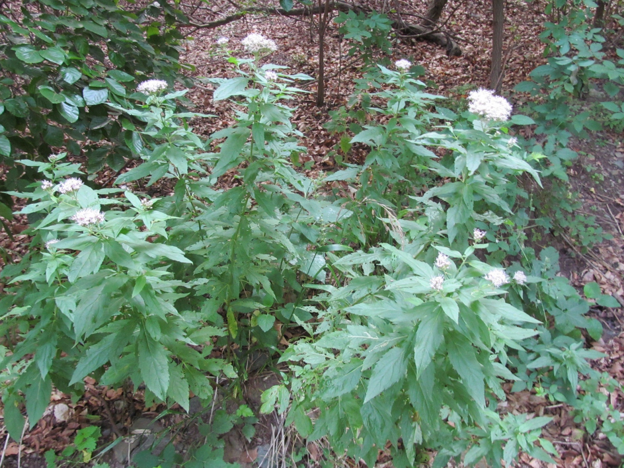 Eupatorium cannabinum