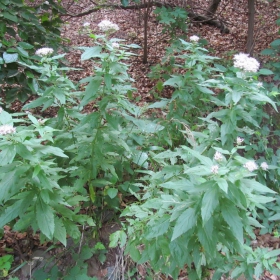 Eupatorium cannabinum