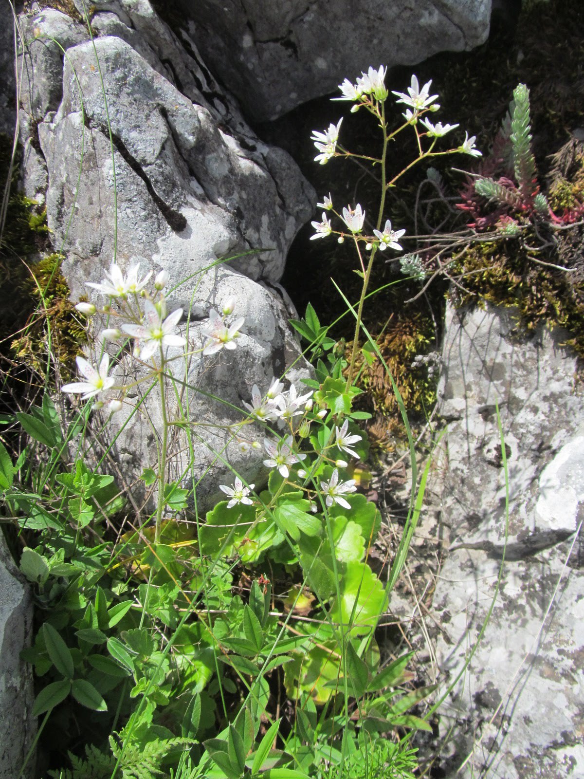 Saxifraga rotundifolia