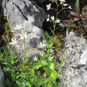 Saxifraga rotundifolia