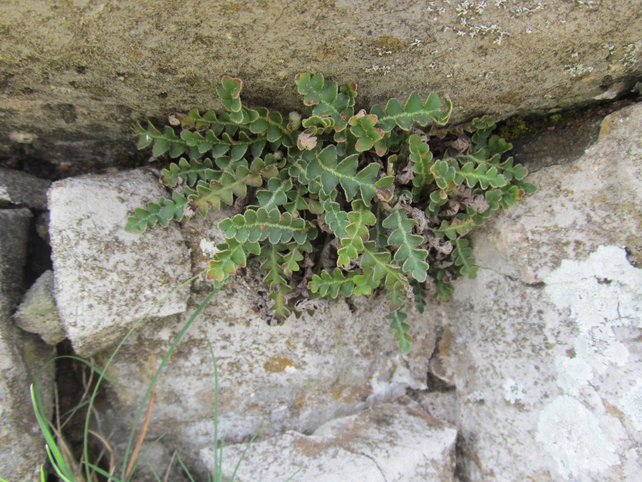 Asplenium ceterach