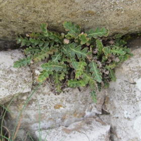 Asplenium ceterach