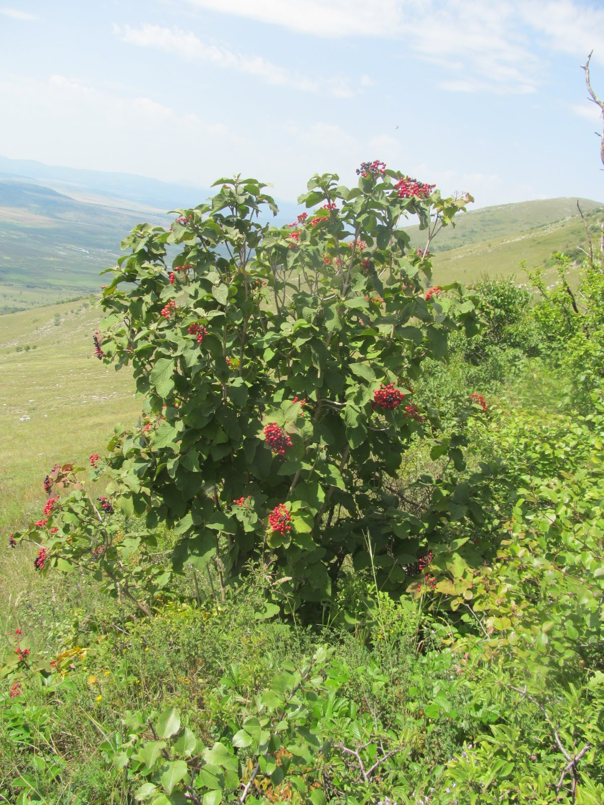 Viburnum lantata