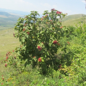 Viburnum lantata