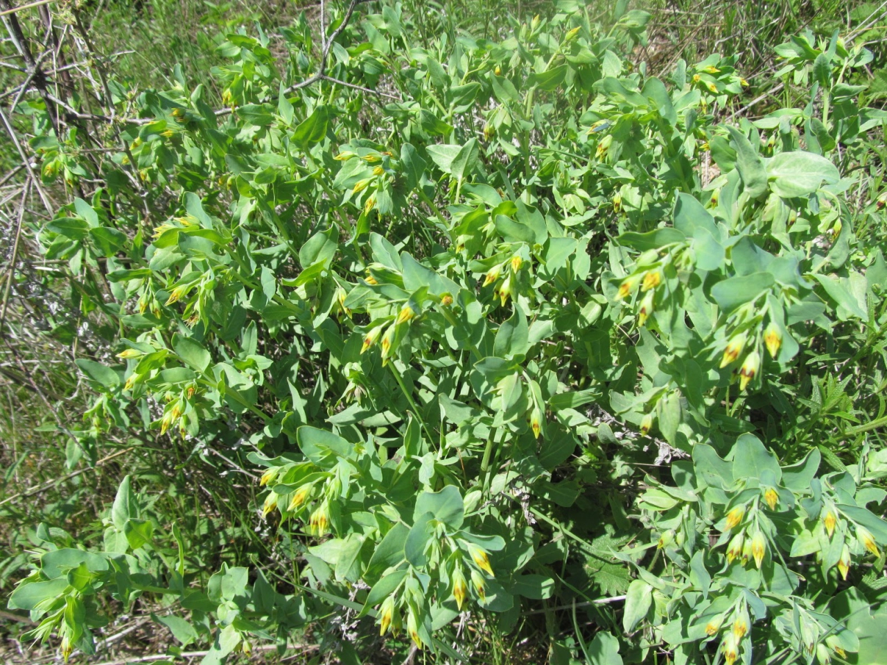 Cerinthe minor