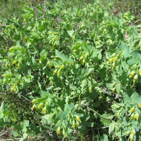 Cerinthe minor