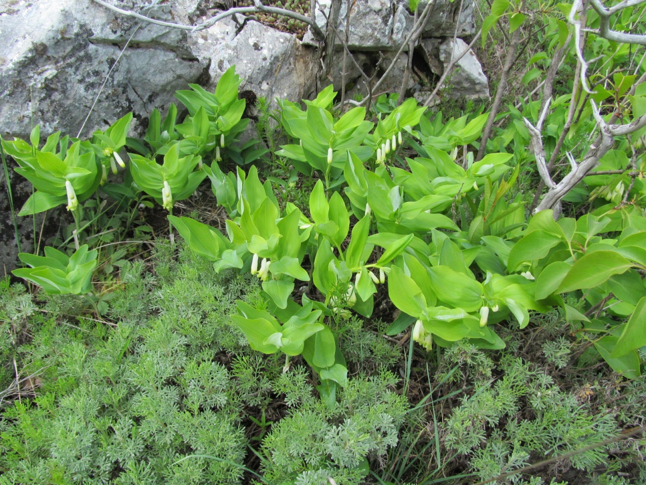 Polygonatum multiflorum