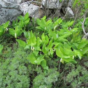 Polygonatum multiflorum