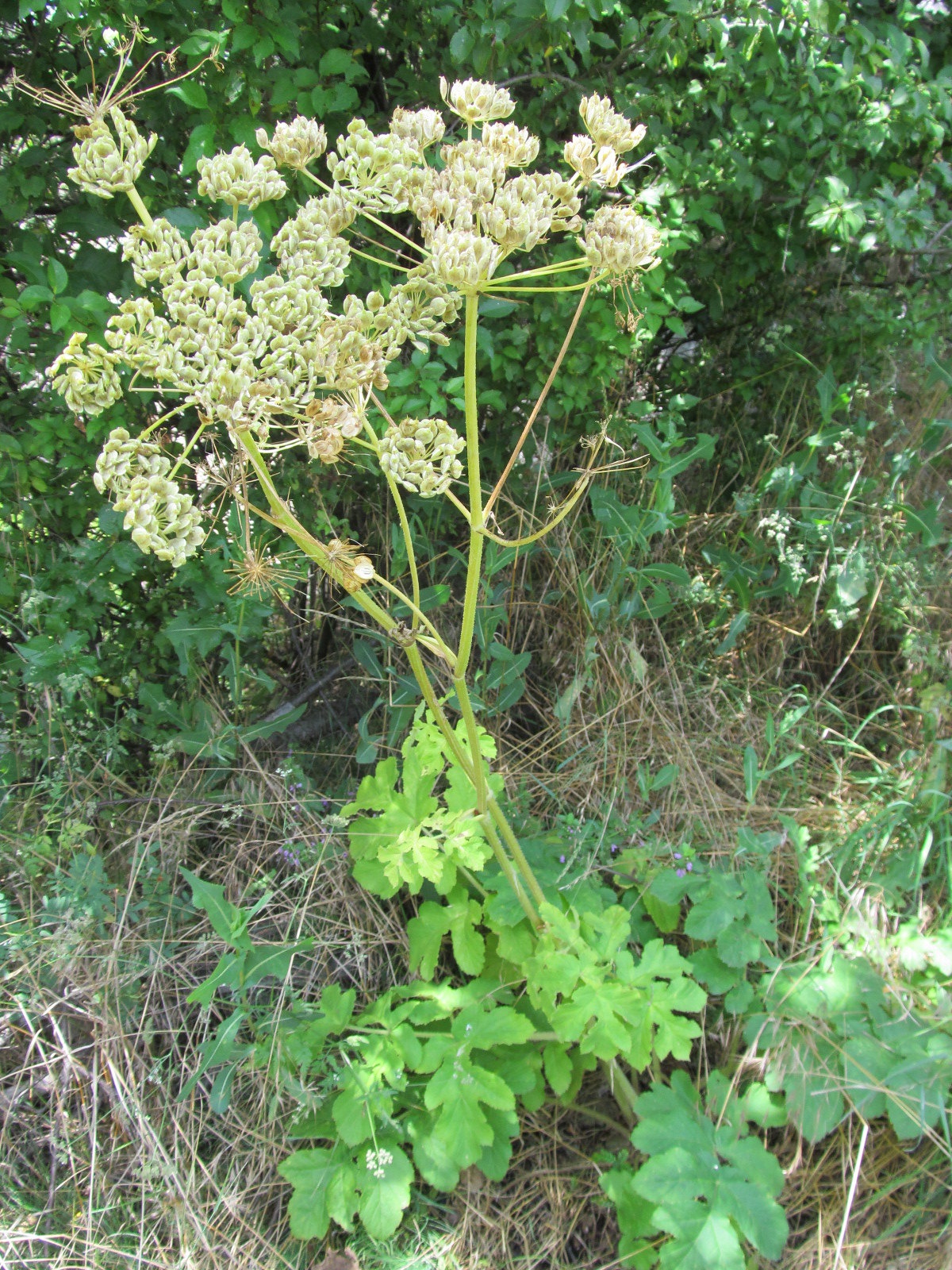 Heracleum shpondylium