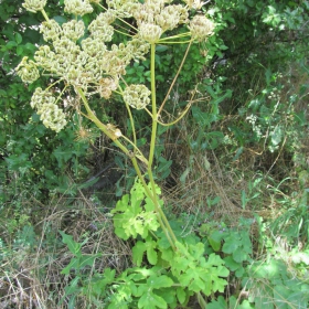 Heracleum shpondylium