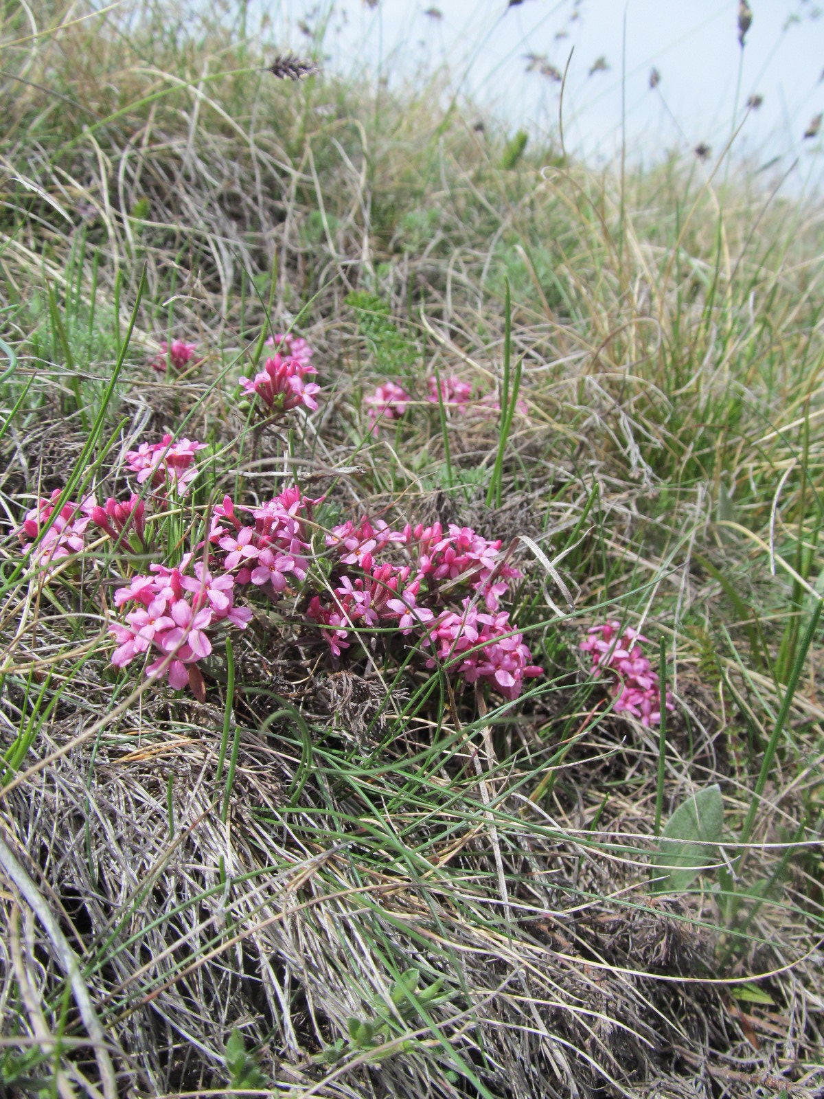 Daphne cneorum