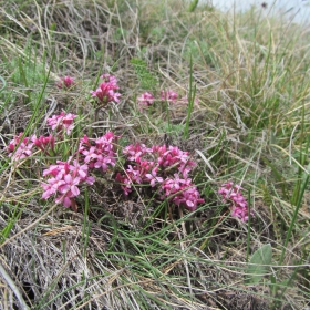 Daphne cneorum