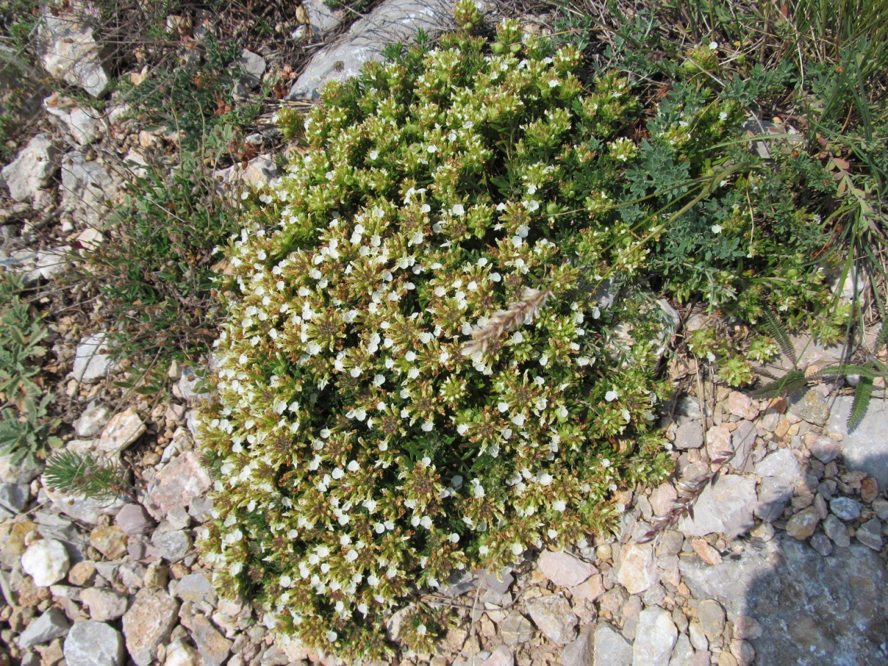 Teucrium montanum