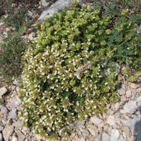 Teucrium montanum