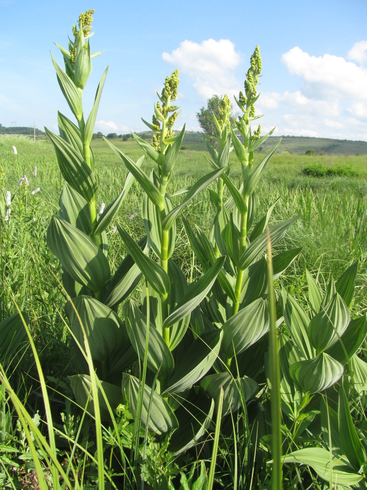 Veratrum lobelianum