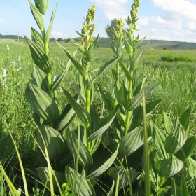 Veratrum lobelianum