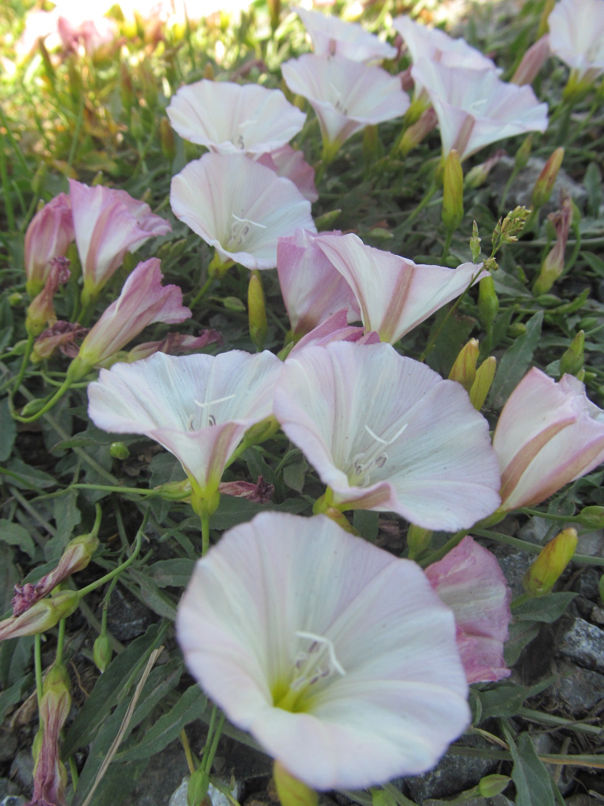 Convolvulus betonicifolius