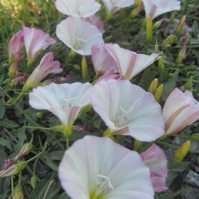 Convolvulus betonicifolius