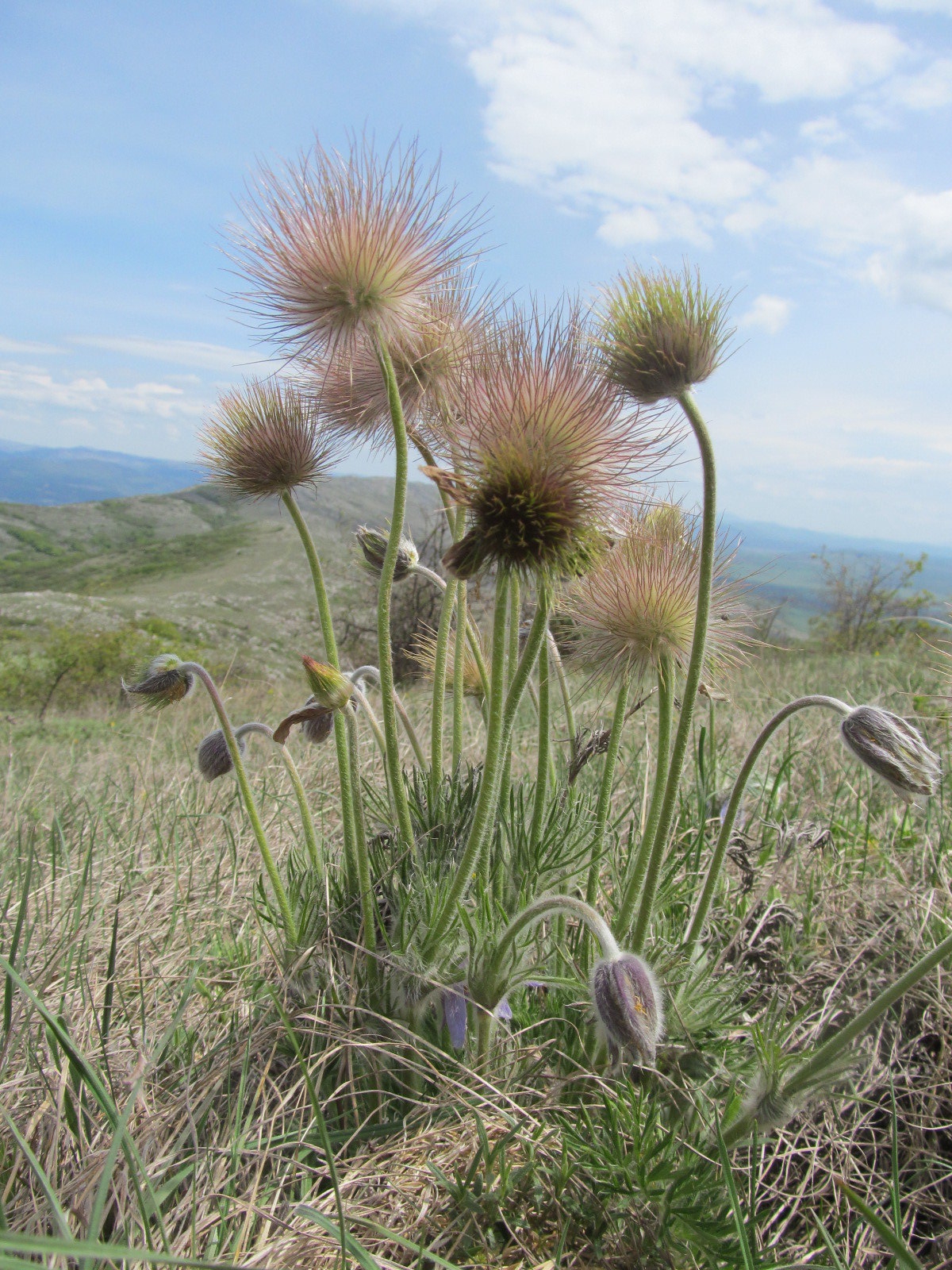 Pulsatilla montana