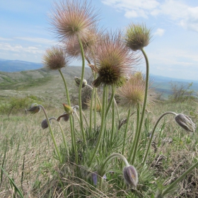 Pulsatilla montana