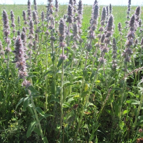 Stachys germanica