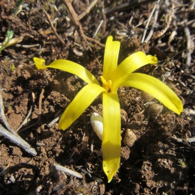 Sternbergia colchiciflora