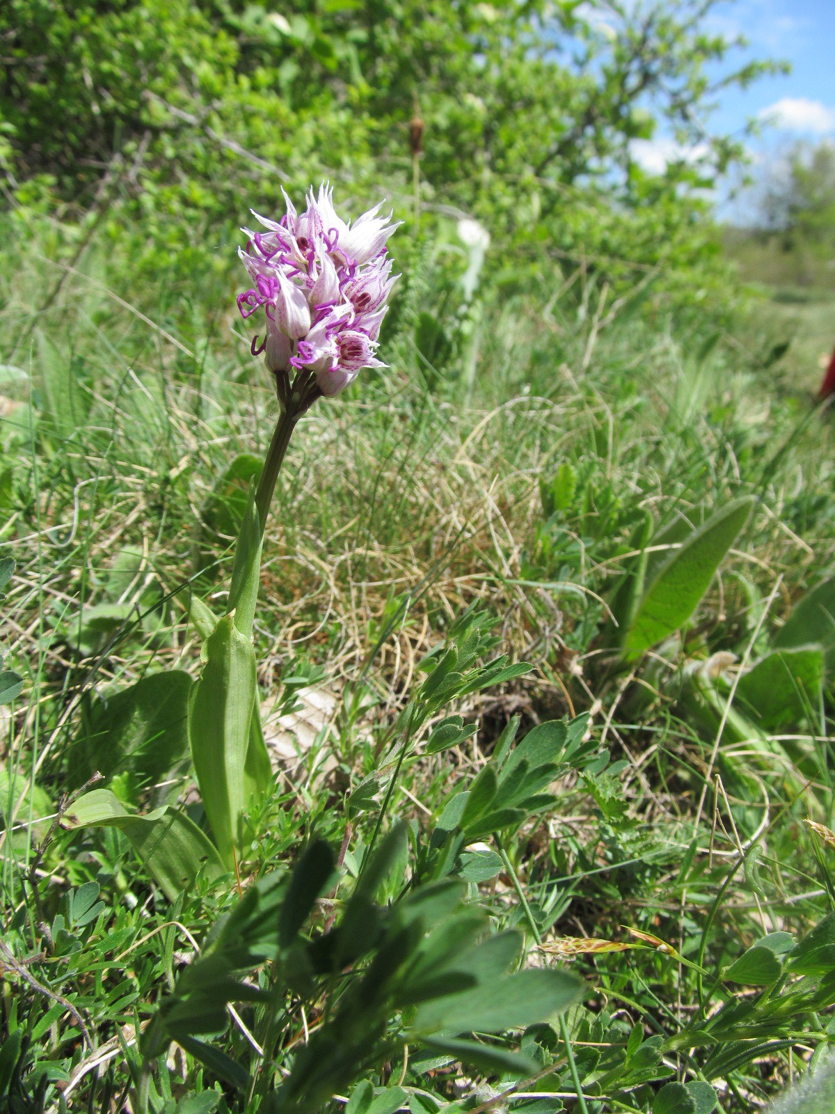 Orchis simia