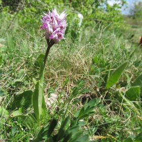 Orchis simia