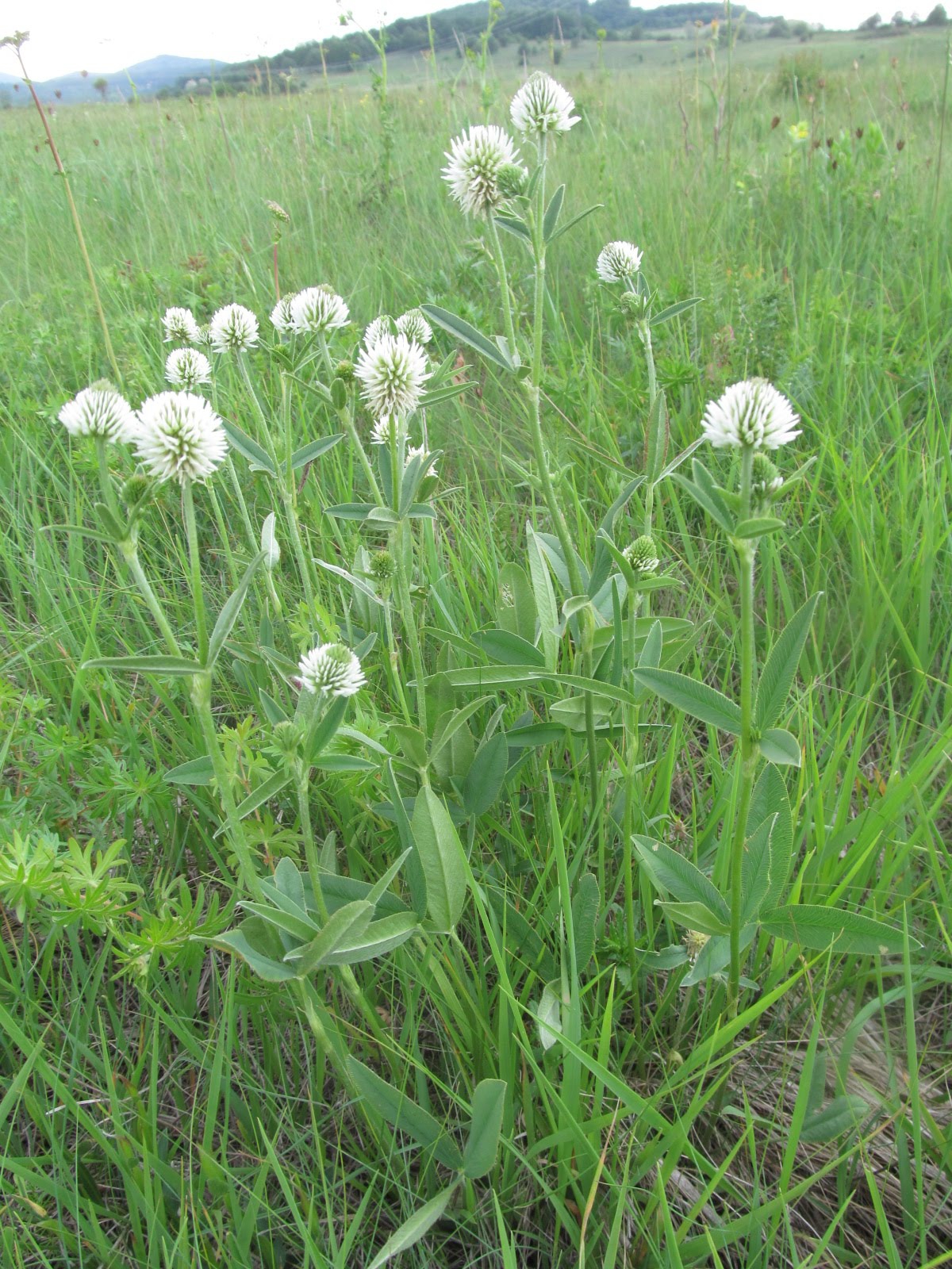 Trifolium montanum