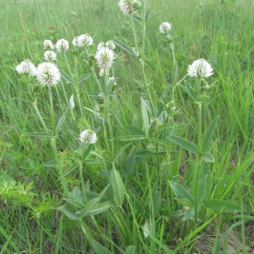 Trifolium montanum