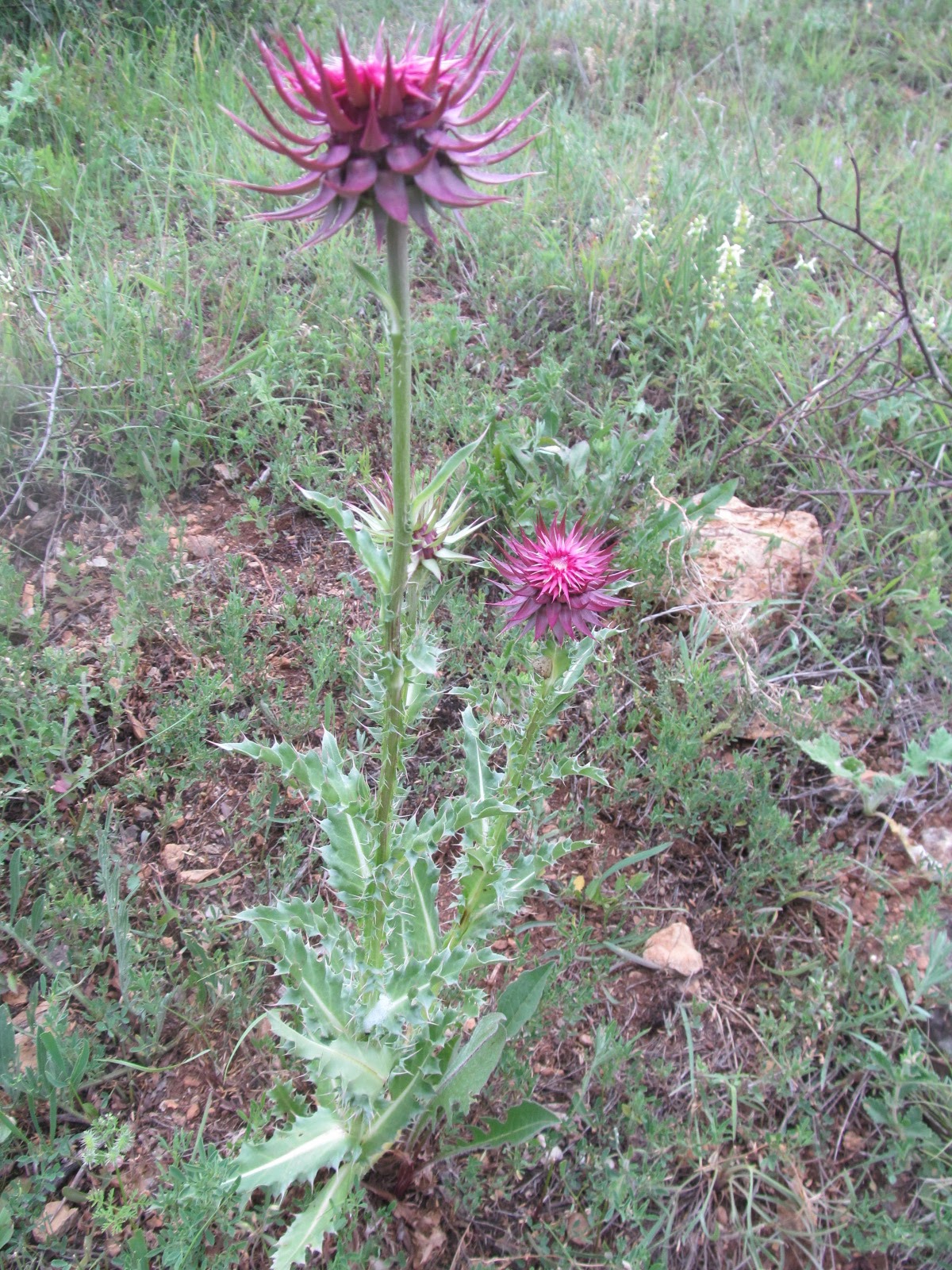 Carduus marianus