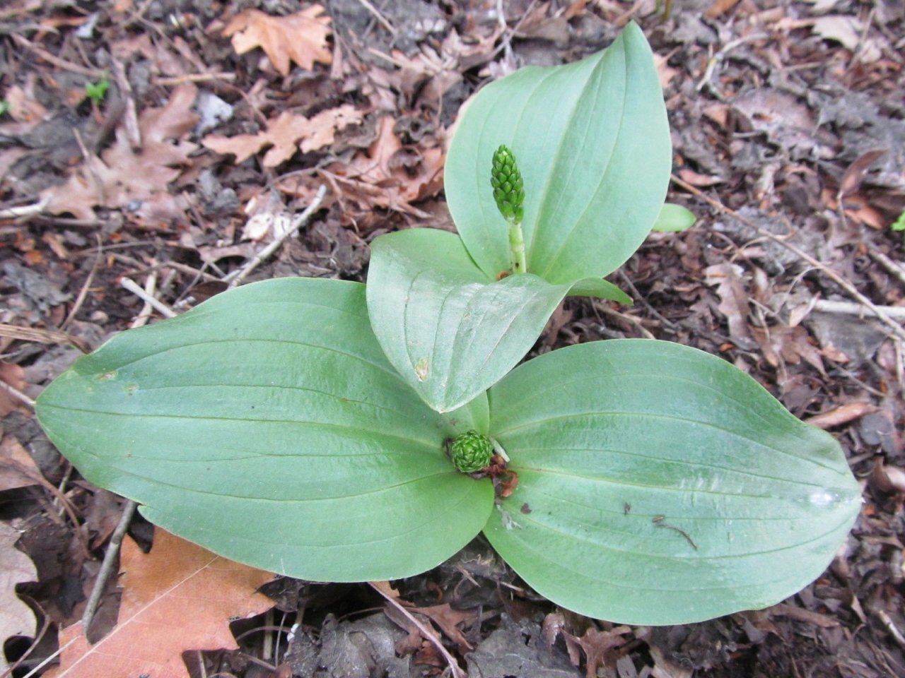 Listera ovata