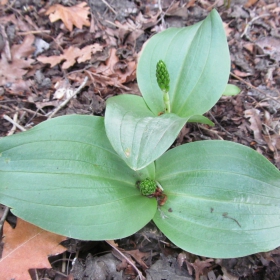 Listera ovata