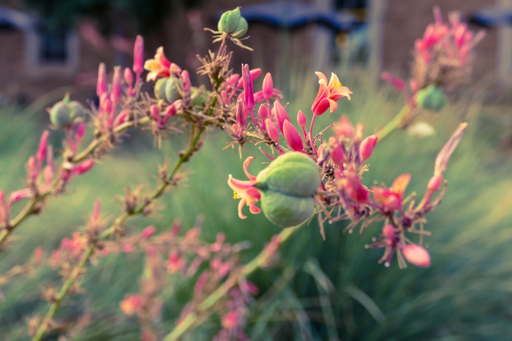 Texas Red Yucca