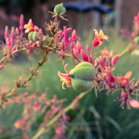 Texas Red Yucca