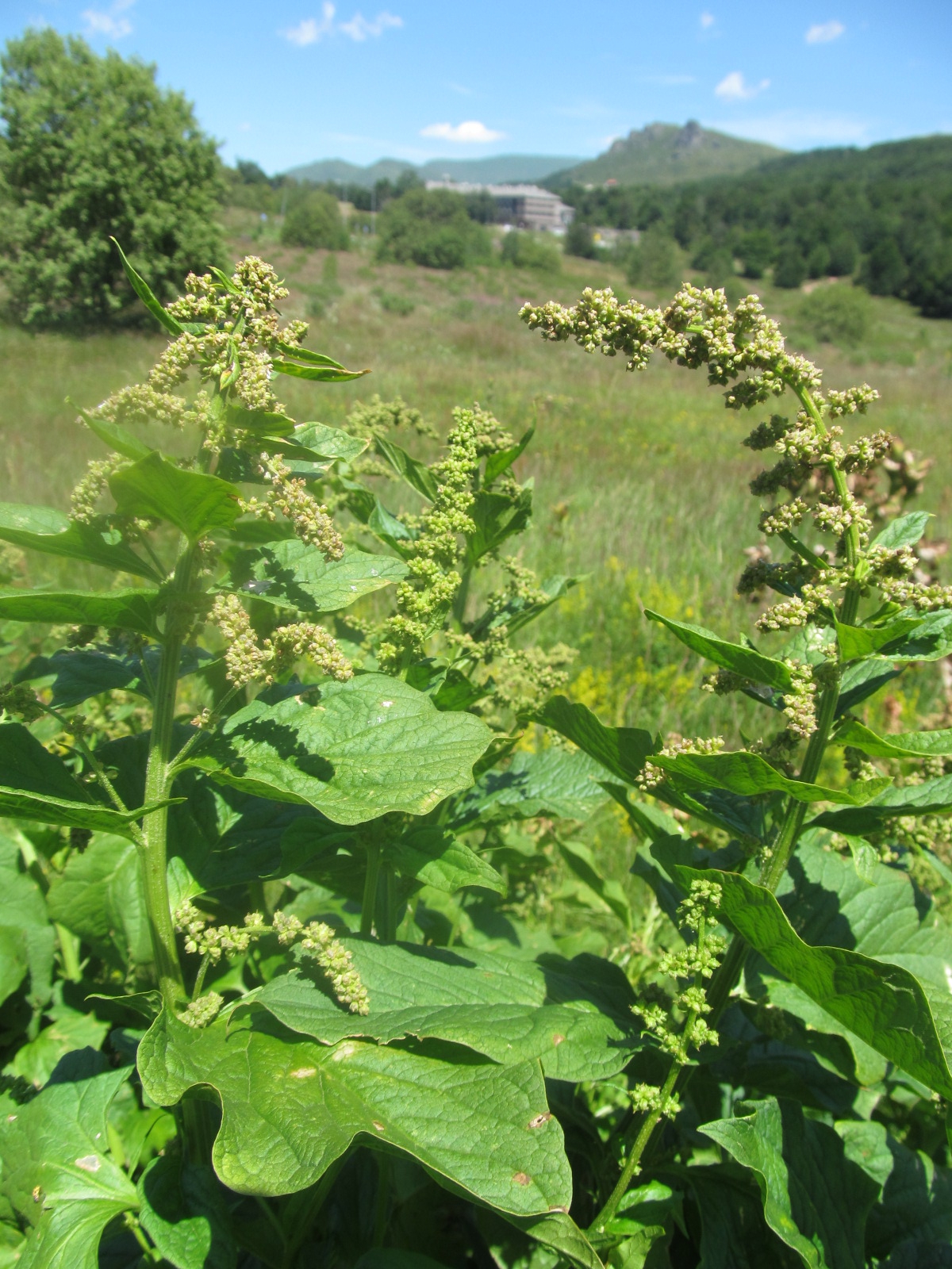 Chenopodium bonus-henricus