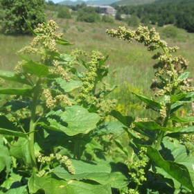 Chenopodium bonus-henricus