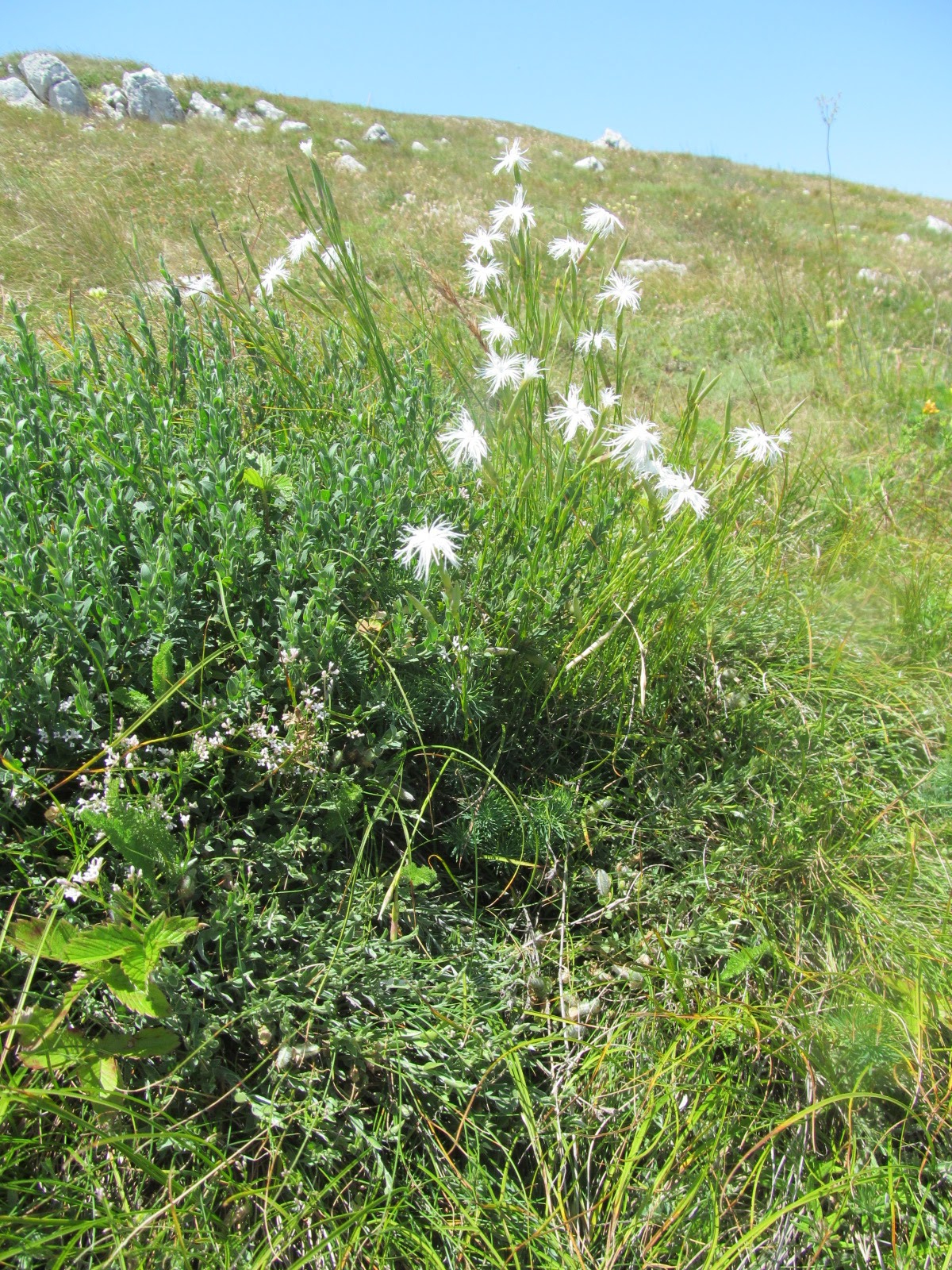 Dianthus petraeus