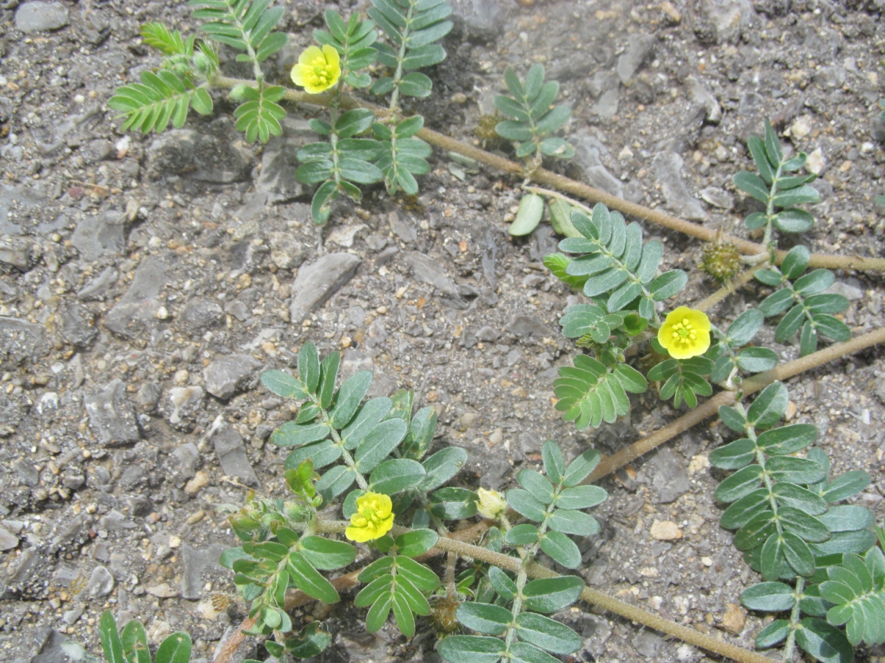 Tribulus terestris