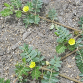 Tribulus terestris