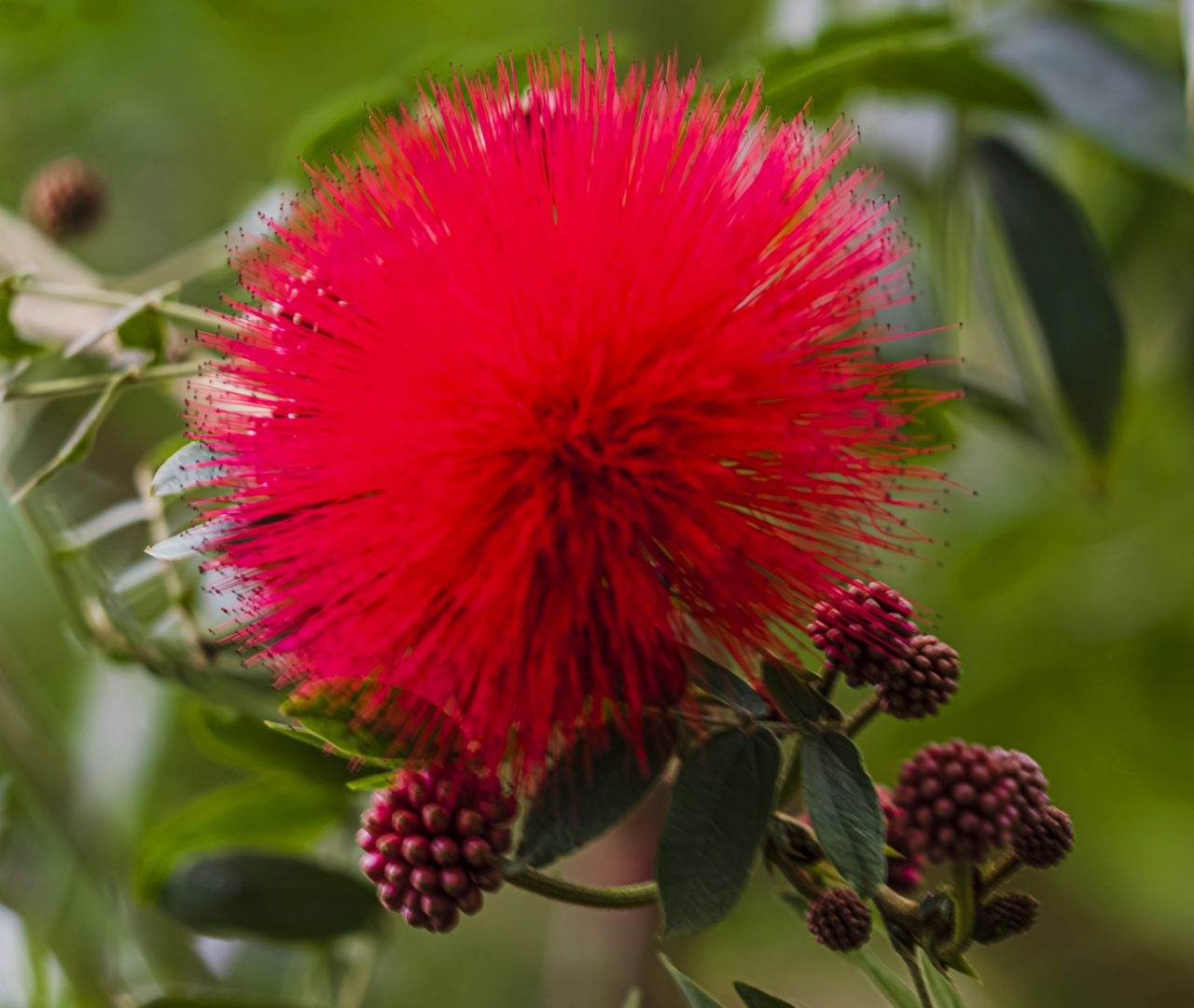 Calliandra haematocephala